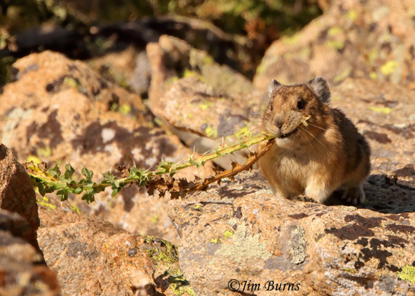 American Pika harvesting Alpine Thistle--0570