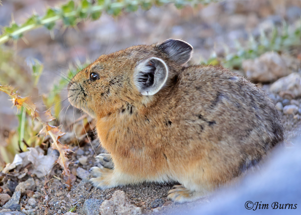 American Pika in front of burrow--0648