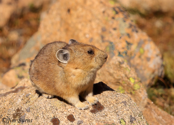 American Pika--0781