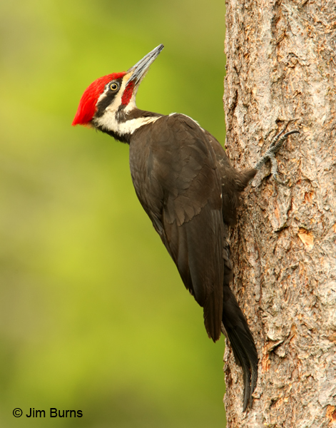 Pileated Woodpecker male