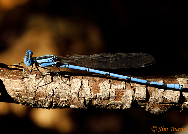Pima Dancer male dorsolateral view, Yavapai Co., AZ, September 2018--0851