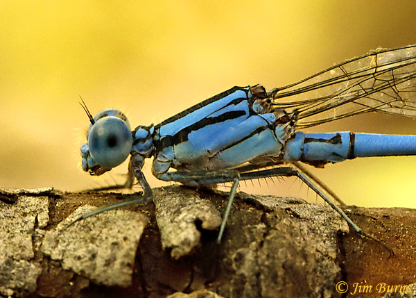 Pima Dancer male thorax and S2 close-up, Yavapai Co., AZ, September 2018--0872