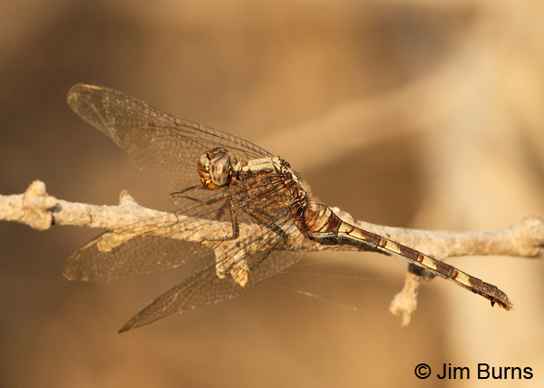 Pin-tailed Pondhawk female, Hidalgo Co., TX, May 2012