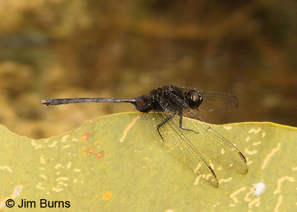 Pin-tailed Pondhawk male, Monroe Co., FL, December 2012