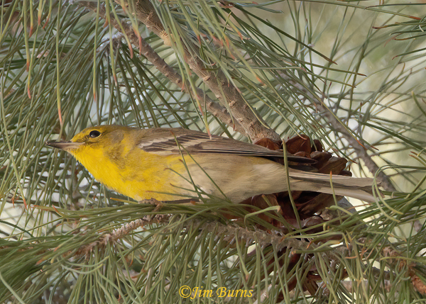 Pine Warbler male in pines, Arizona in January #2--9738--2