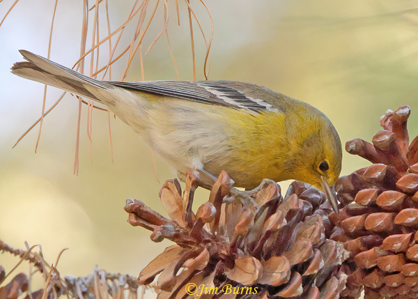 Pine Warbler feeding in pine cones--9955