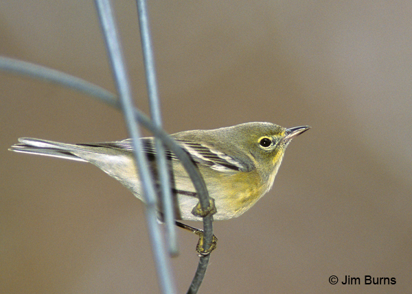 Pine Warbler female
