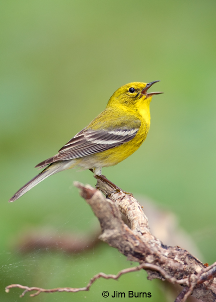 Pine Warbler male singing
