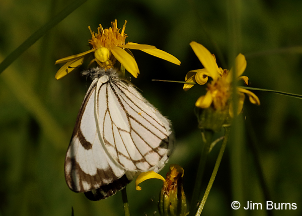 Pine White male, Washington--0106