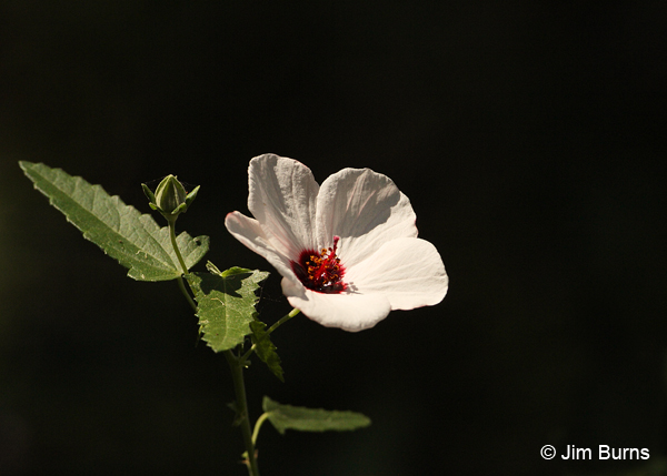 Pink Pavonia, Arizona