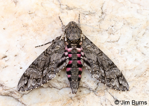 Pink-spotted Hawk Moth, Arizona