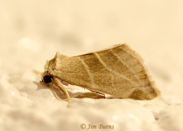 Plagiomimicus mimica, Arizona--5758