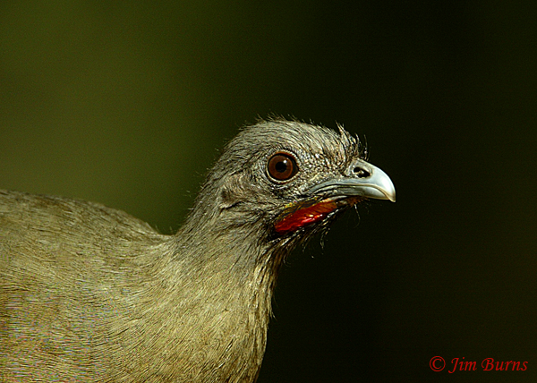 Plain Chachalaca breeding male head shot--3987