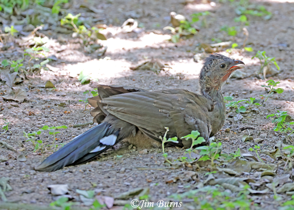 Plain Chachalaca juvenile dealing with 100 degree temperatures--4431