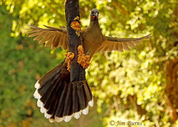 Plain Chachalaca hovering at suet feeder--7834