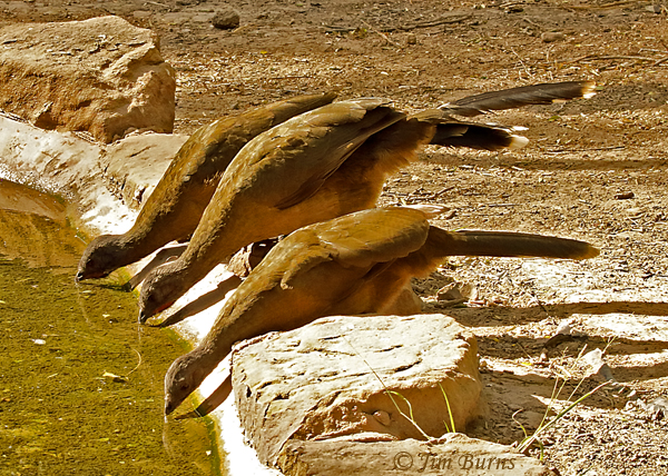 Plain Chachalacas drinking--7837