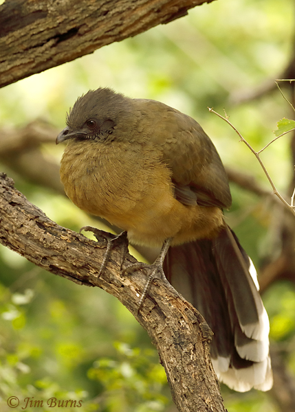 Plain Chachalaca--9271