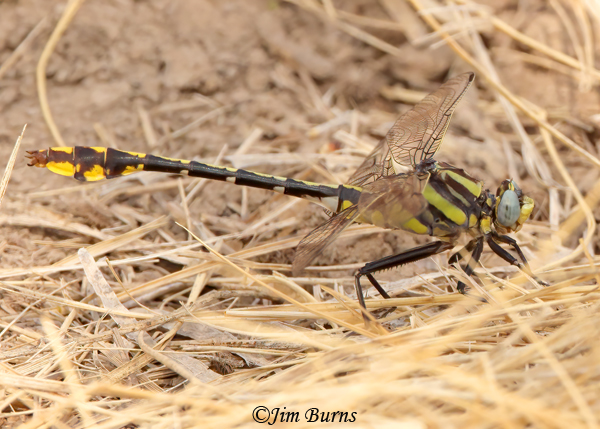 Plains Clubtail male, Kimble Co., TX, April 2022--1208