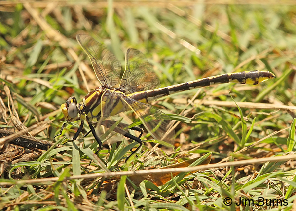 Plains Clubtail female on ground,Travis Co., TX, May 2013