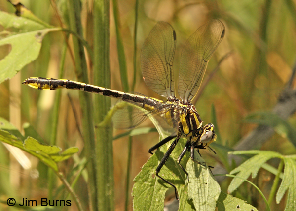 Plains Clubtail female on leaf, Travis Co., TX, May 2013