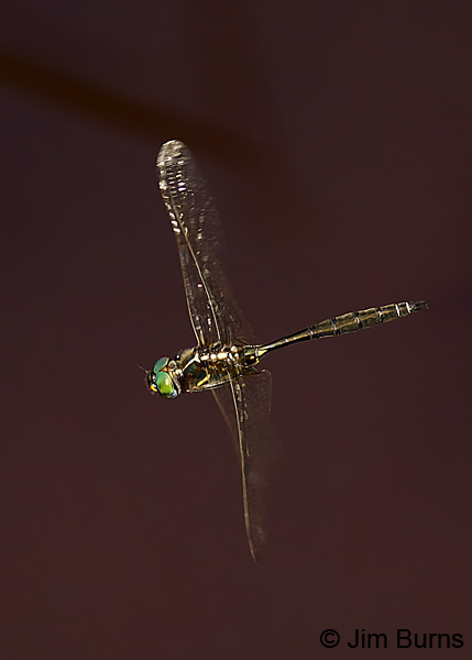 Plains Emerald male in flight, St. Louis Co., MN, July 2018--7986