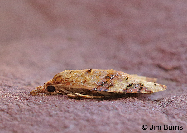 Platynota labiosana, Arizona