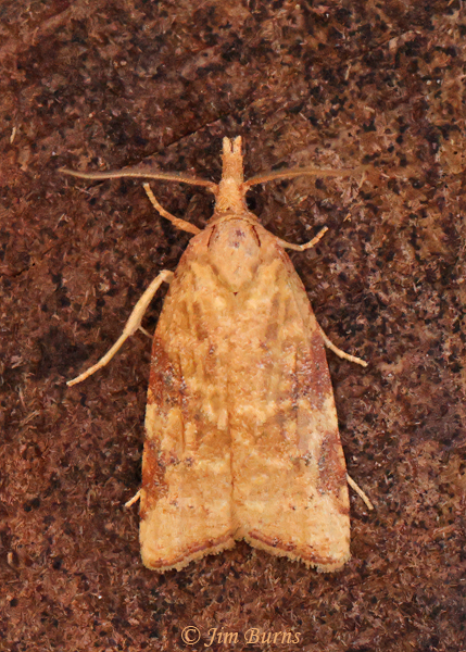 Platynota wenzelana, Arizona--5863