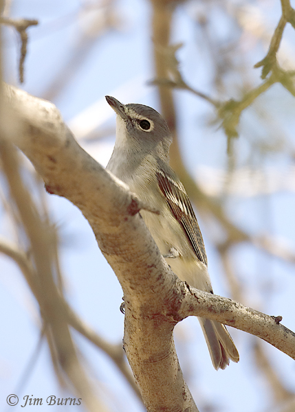 Plumbeous Vireo in mesquite--0825