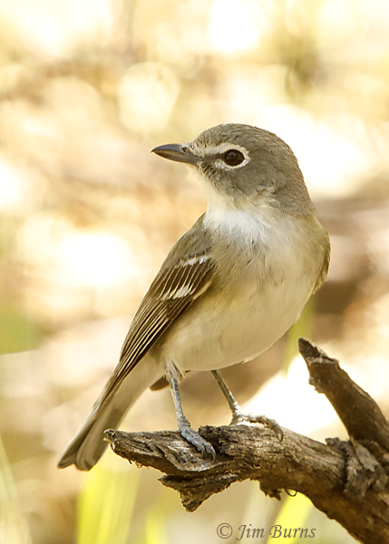 Plumbeous Vireo--2400