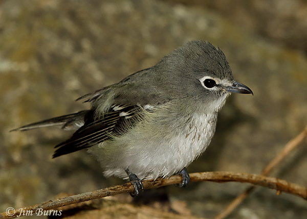 Plumbeous Vireo close-up showing hooked vireo bill--5852