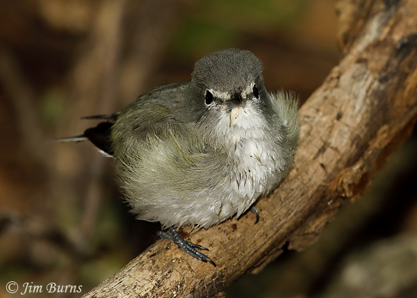 Plumbeous Vireo preening after bathing--5857