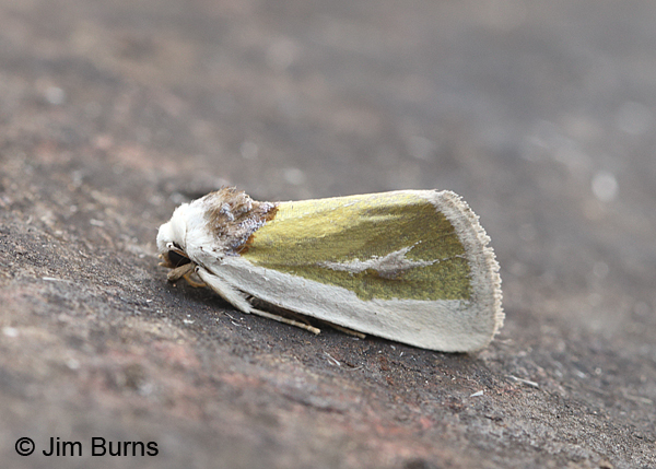 Poetry Moth #2, Arizona