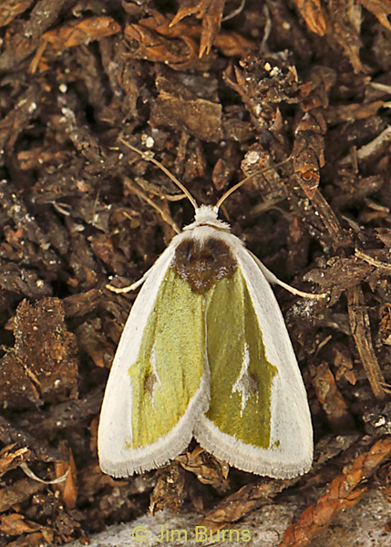 Poetry Moth, Arizona--8893