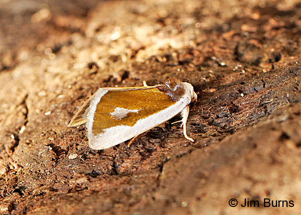 Poetry Moth color in shadow, Arizona.
