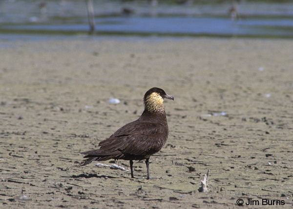 Pomarine Jaeger on beach