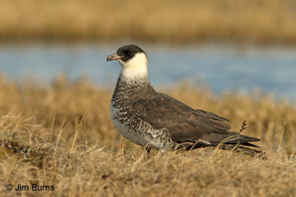 Pomarine Jaeger on tundra