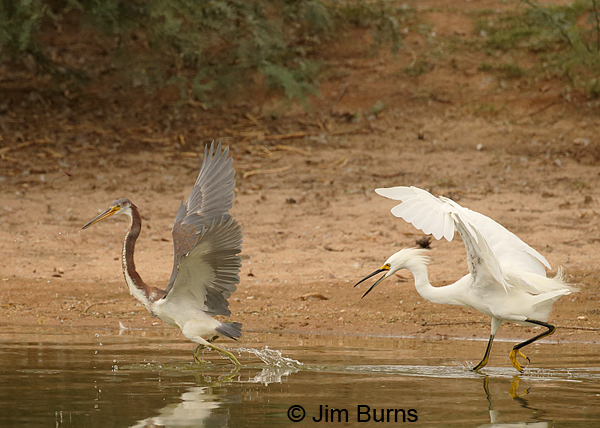 Pond Negotiations