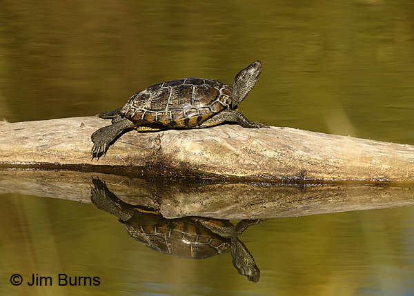 Pond Slider
