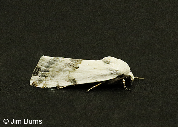 Ponometia acutus, Arizona