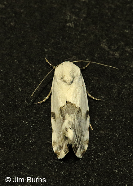 Ponometia acutus dorsal view, Arizona