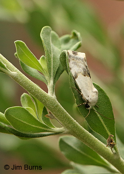 Ponometia acutus on Texas Sage, Arizona