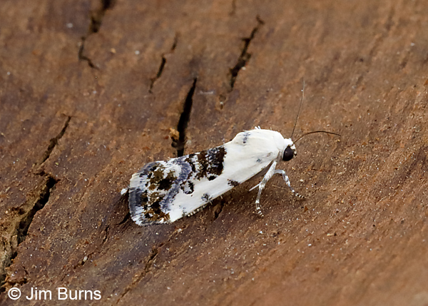 Ponometia phecolisca, Arizona--0553