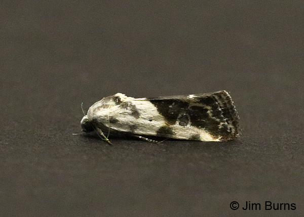 Ponometia sutrix, Arizona