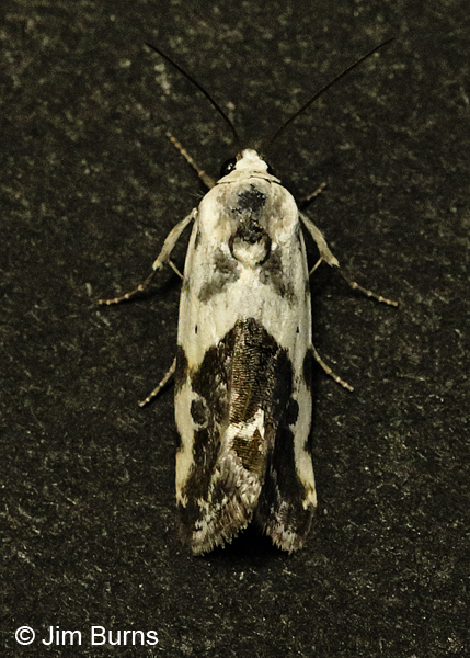 Ponometia sutrix dorsal view, Arizona