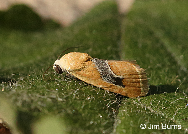 Ponometia venustula, Arizona