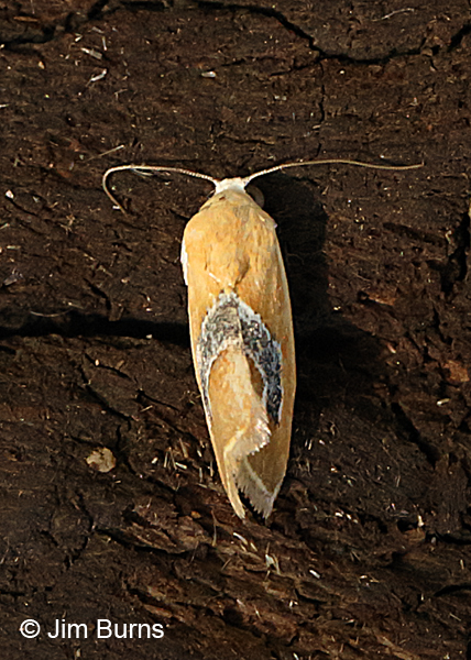 Ponometia venustula dorsal view, Arizona