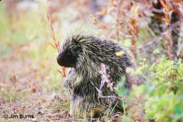 North American Porcupine