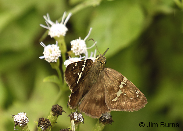 Potrillo Skipper, Texas
