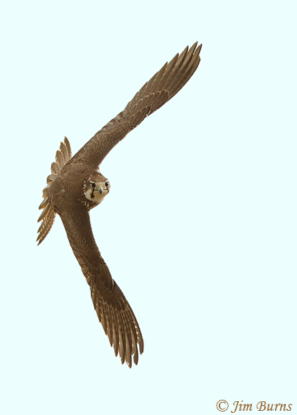 Prairie Falcon banking--6907