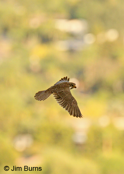 Prairie Falcon from above
